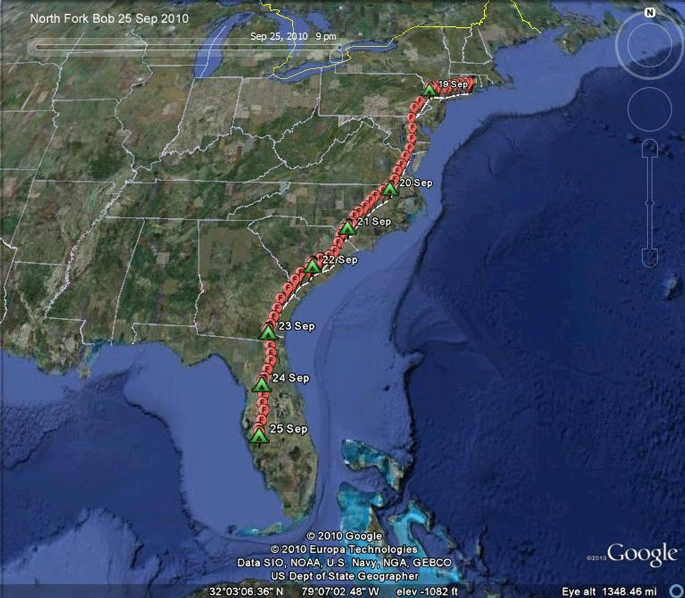 osprey migration tracking